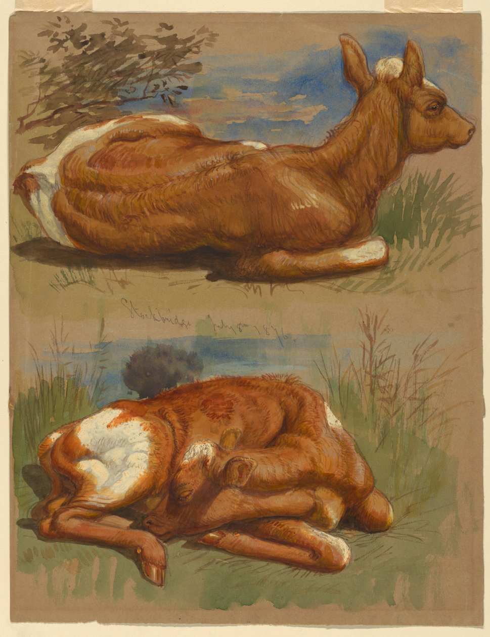Borjak tanulmányozása, Stockbridge alkotó: Samuel Colman