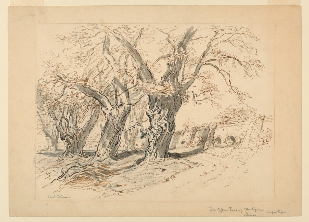 Tanulmány a Montezuma ciprusfáihoz, a Chapultepeci park, Mexikó alkotó: Samuel Colman