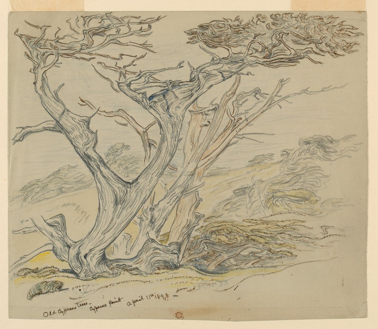 Régi ciprusfák tanulmányozása, Cypress Point alkotó: Samuel Colman