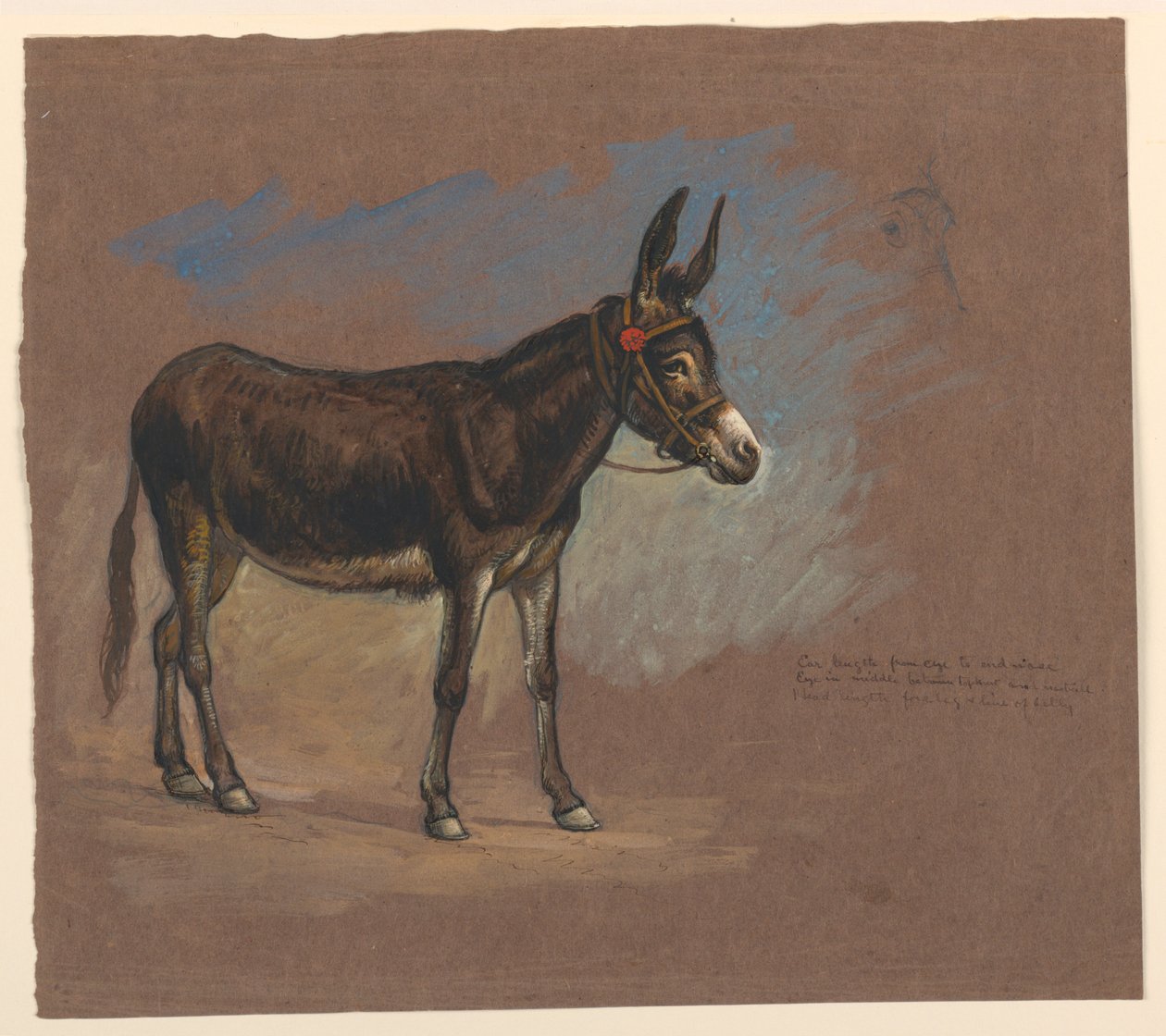 Egy öszvér tanulmányozása alkotó: Samuel Colman