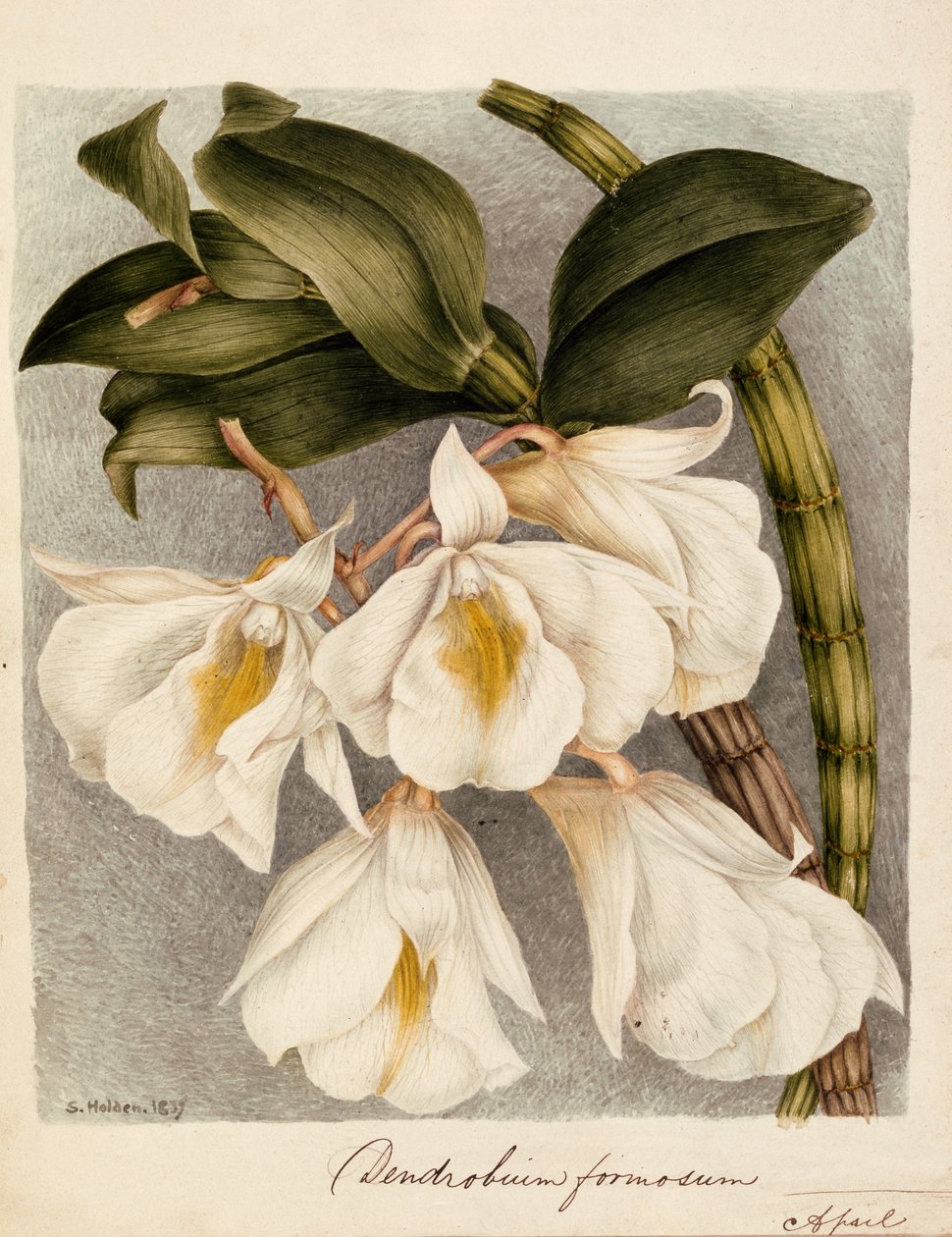 Dendrobium Formosum, 1839 körül (akvarell) alkotó: Samuel Holden