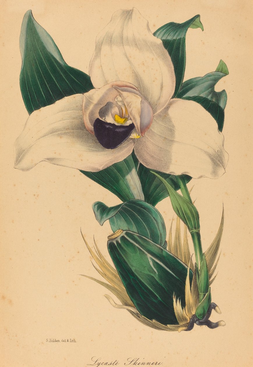 Lycaste Skinneri alkotó: Samuel Holden