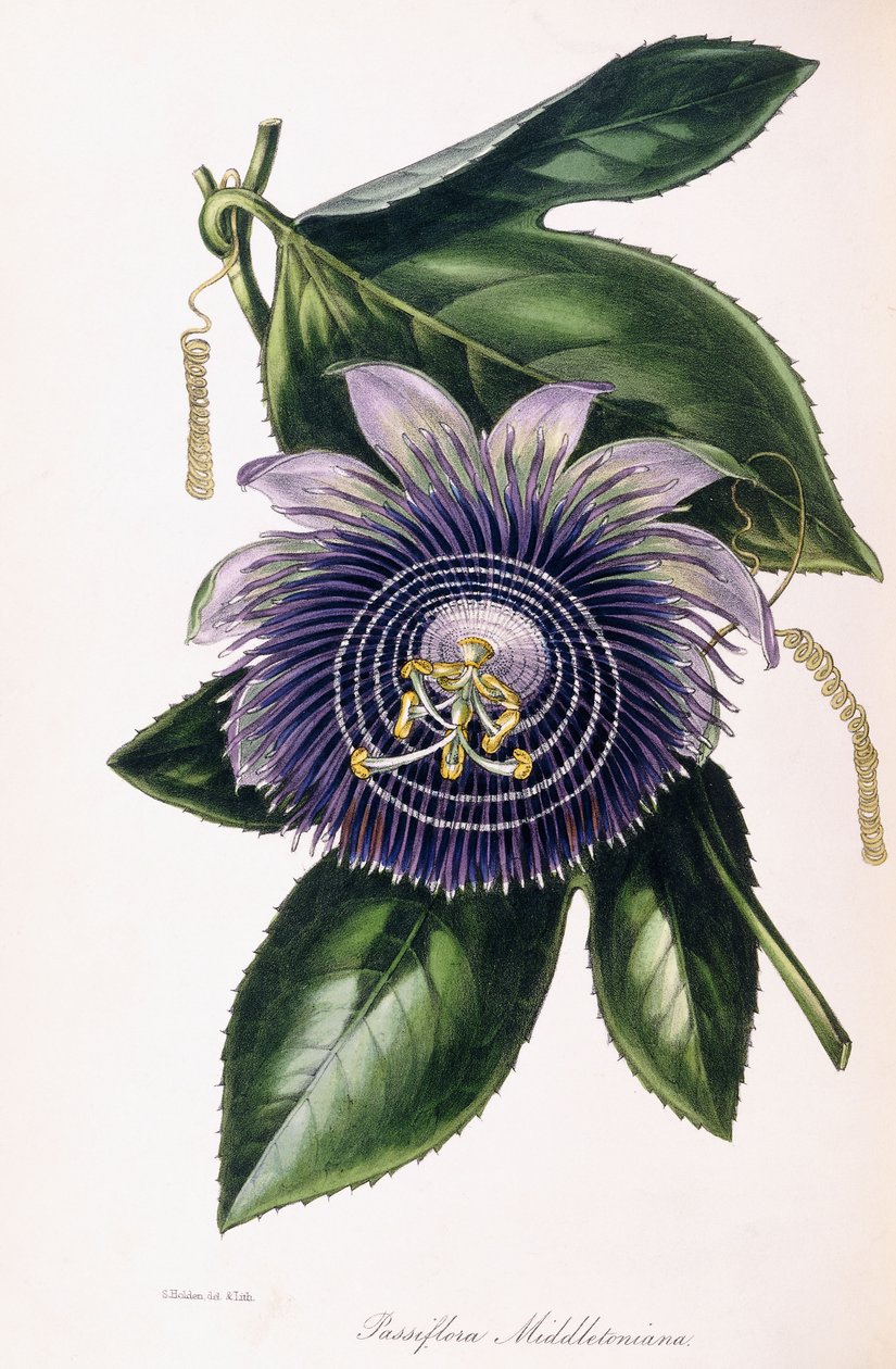 Passiflora Middletoniana, 1834-1849 körül alkotó: Samuel Holden