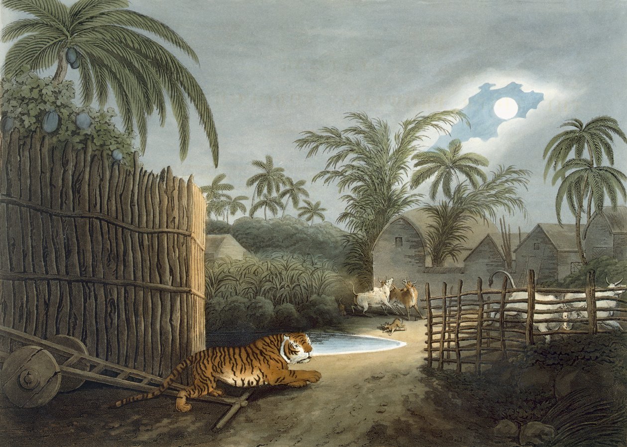 Egy tigris egy falun keresztül (marha rémülten), Thomas Williamson „Oriental Field Sports” című művéből, 1808 alkotó: Samuel Howett