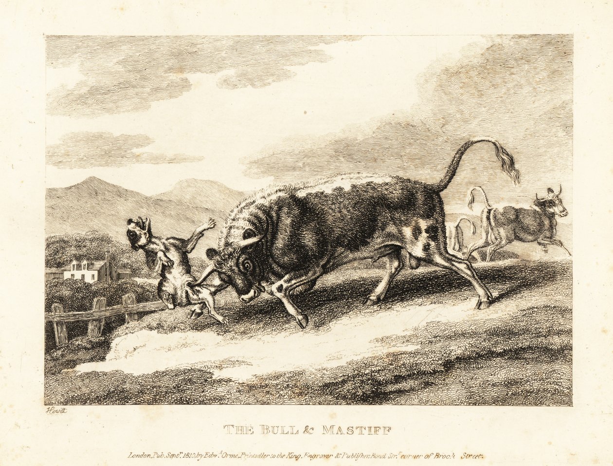 Egy bika agyondúl egy kutyát a mezőn. 1811 (rézkarc) alkotó: Samuel Howitt