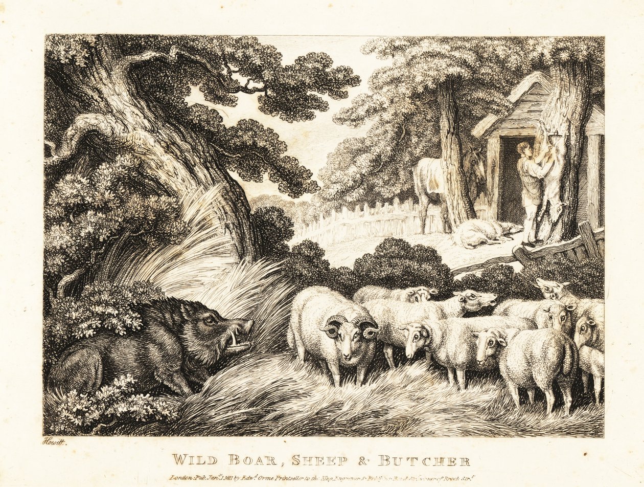 A flock of sheep wait for slaughter by a butcher. 1811 (etching)   1420254   hu       hungarian Successfully Translated  Original: Great Snipe (colour litho) Translat: Great Snipe (colour litho) 1412994 hu hungarian Successfully Translated Original: Lampor alkotó: Samuel Howitt