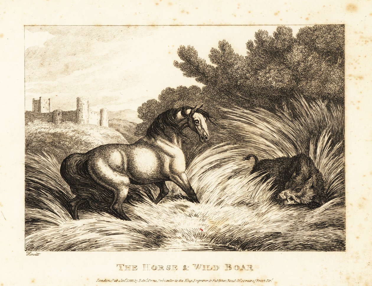 Egy ló és vaddisznó néz szembe a legelőn. 1811 (rézkarc) alkotó: Samuel Howitt