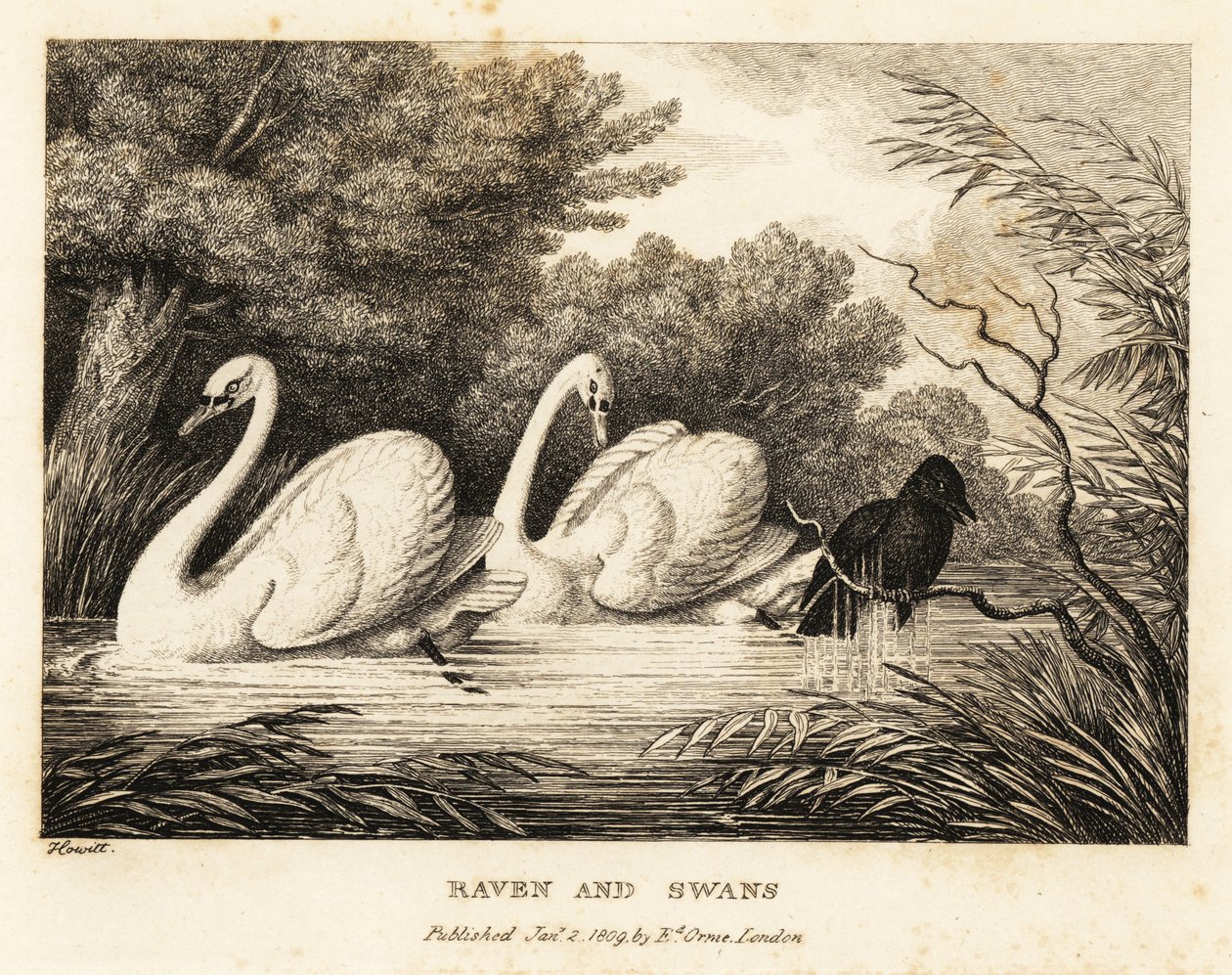 A holló megpróbál mosdatni, hogy jobban hasonlítson a fehér hattyúkra. 1811 (rézkarc) alkotó: Samuel Howitt