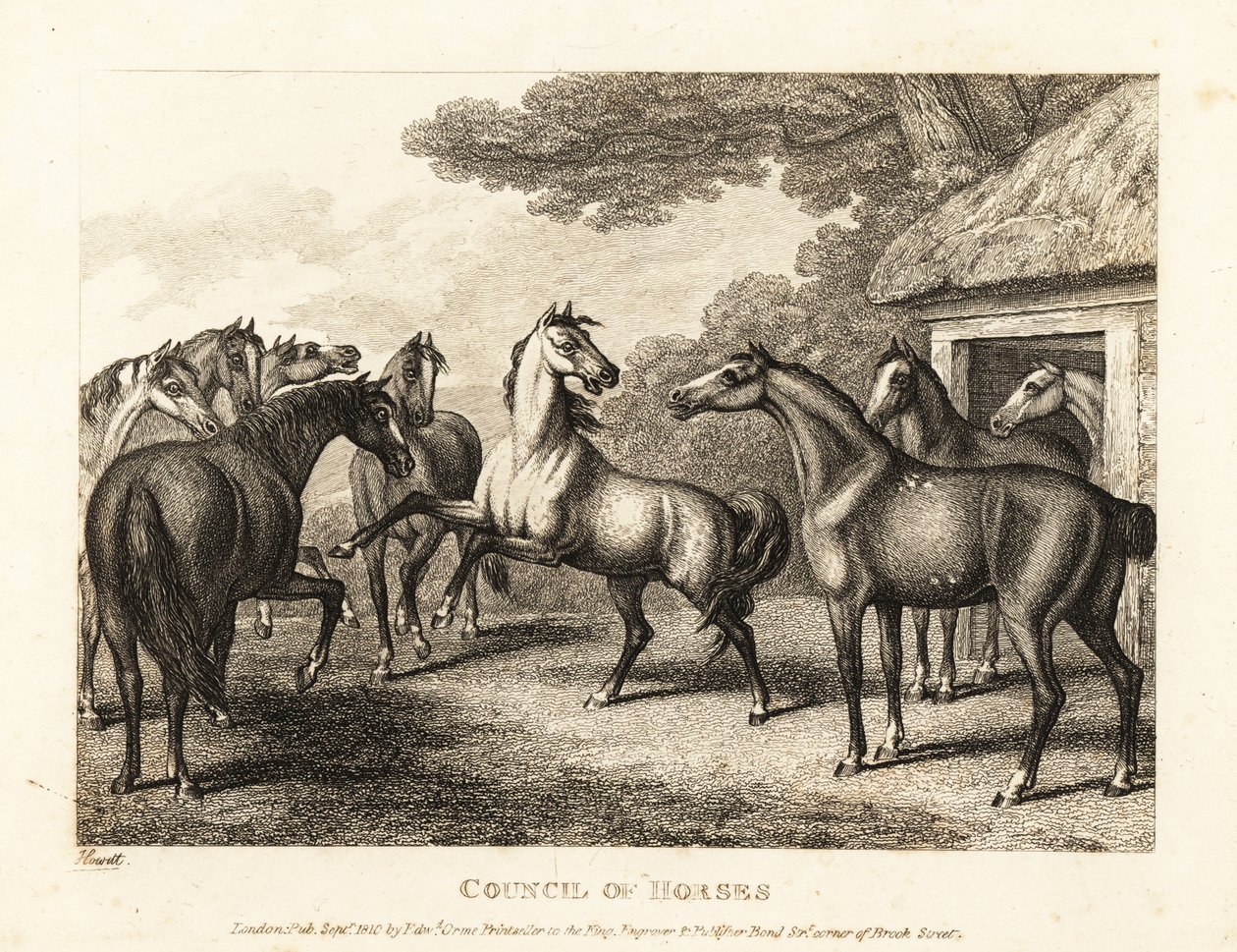 Egy fiatal csikó lázadást próbál szítani az istállóban. 1811 (rézkarc) alkotó: Samuel Howitt