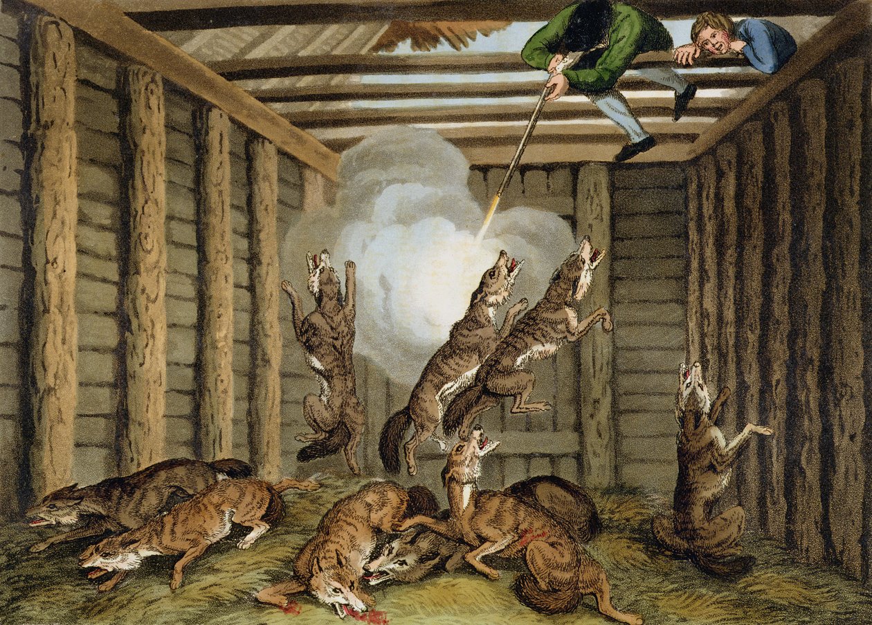 Amerikai anekdota: A farkasok lövöldözése, Matthew Dubourg (fl.1785-1820) és a művész által metszett, Edward Orme kiadása, 1813 alkotó: Samuel Howitt