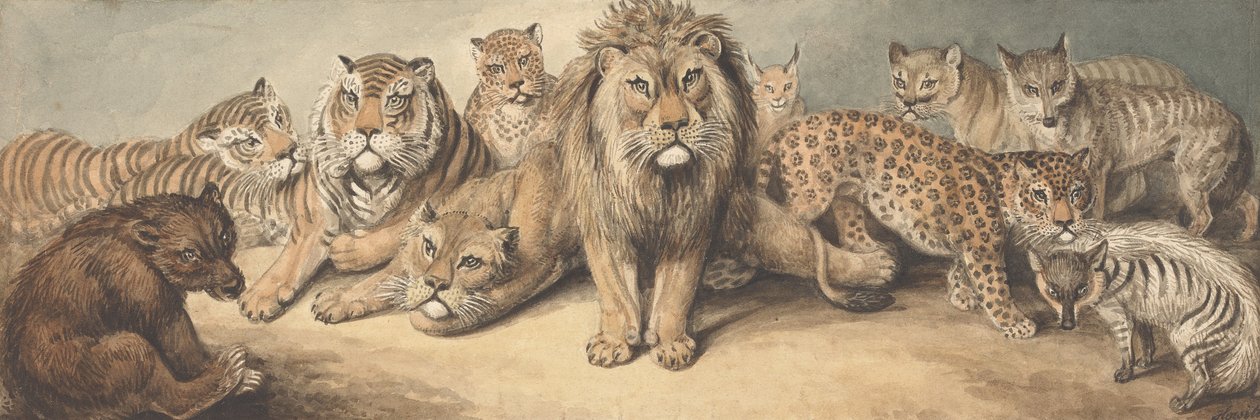 A macskafélék családjának állatai medvével és rókákkal alkotó: Samuel Howitt