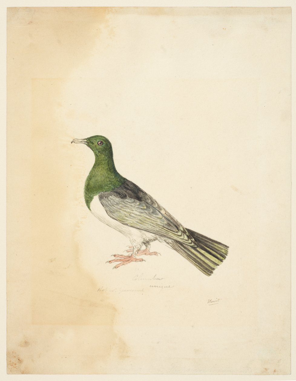 Bird - Columba, c.1765-22 (graphite, pen & grey ink & watercolor on wove paper) alkotó: Samuel Howitt