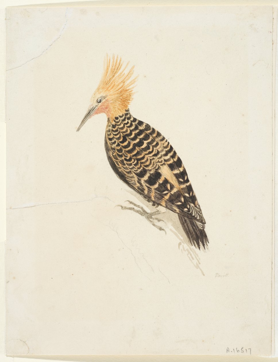 Madár, 1765-22 körül (grafit és akvarell szőtt papíron, lefektetve) alkotó: Samuel Howitt