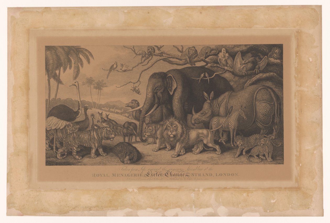 Egzotikus állatok a londoni Strand királyi menázsiájából Royal Menagerie, Exeter Change, Strand, London (cím az objektumon) alkotó: Samuel Howitt