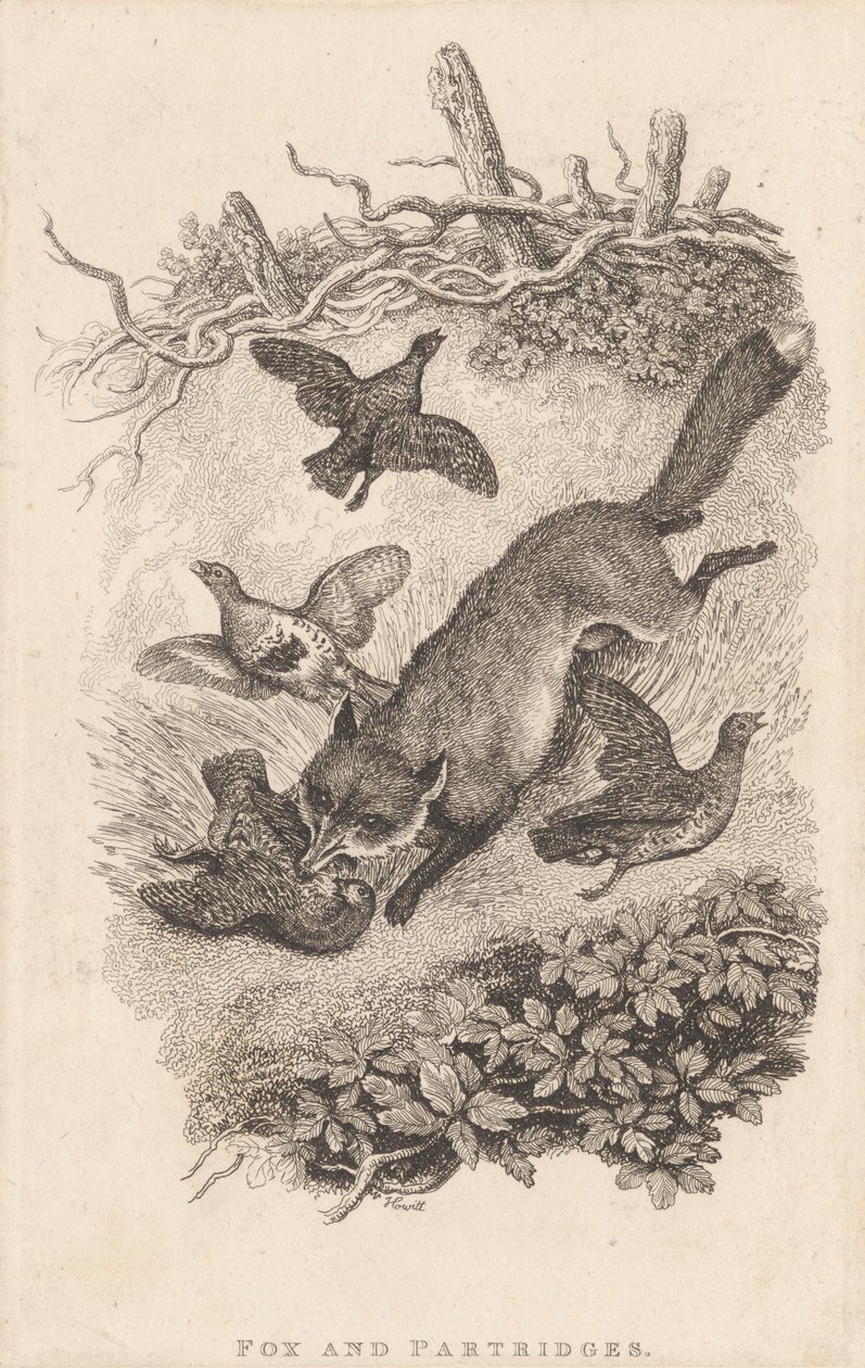Róka és Partridges alkotó: Samuel Howitt