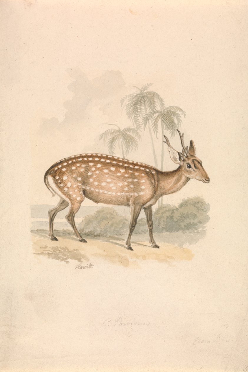 Pettyes ruza alkotó: Samuel Howitt