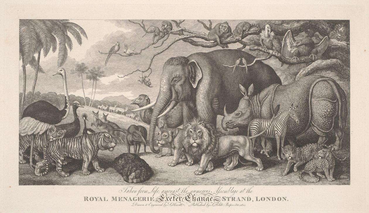 Élet után rajzolva, a királyi állatsereglet nagyszámú közönsége között, Exeter Exchange, Strand, London alkotó: Samuel Howitt