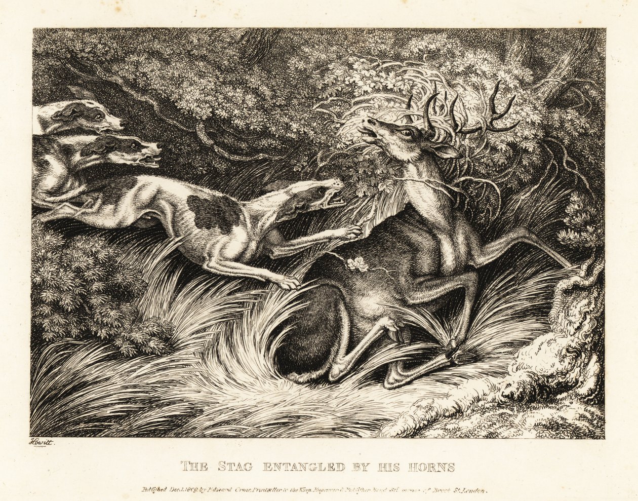 Három vadászkutya megtámad egy szarvast, akit agancsai fogtak el. 1811 (rézkarc) alkotó: Samuel Howitt