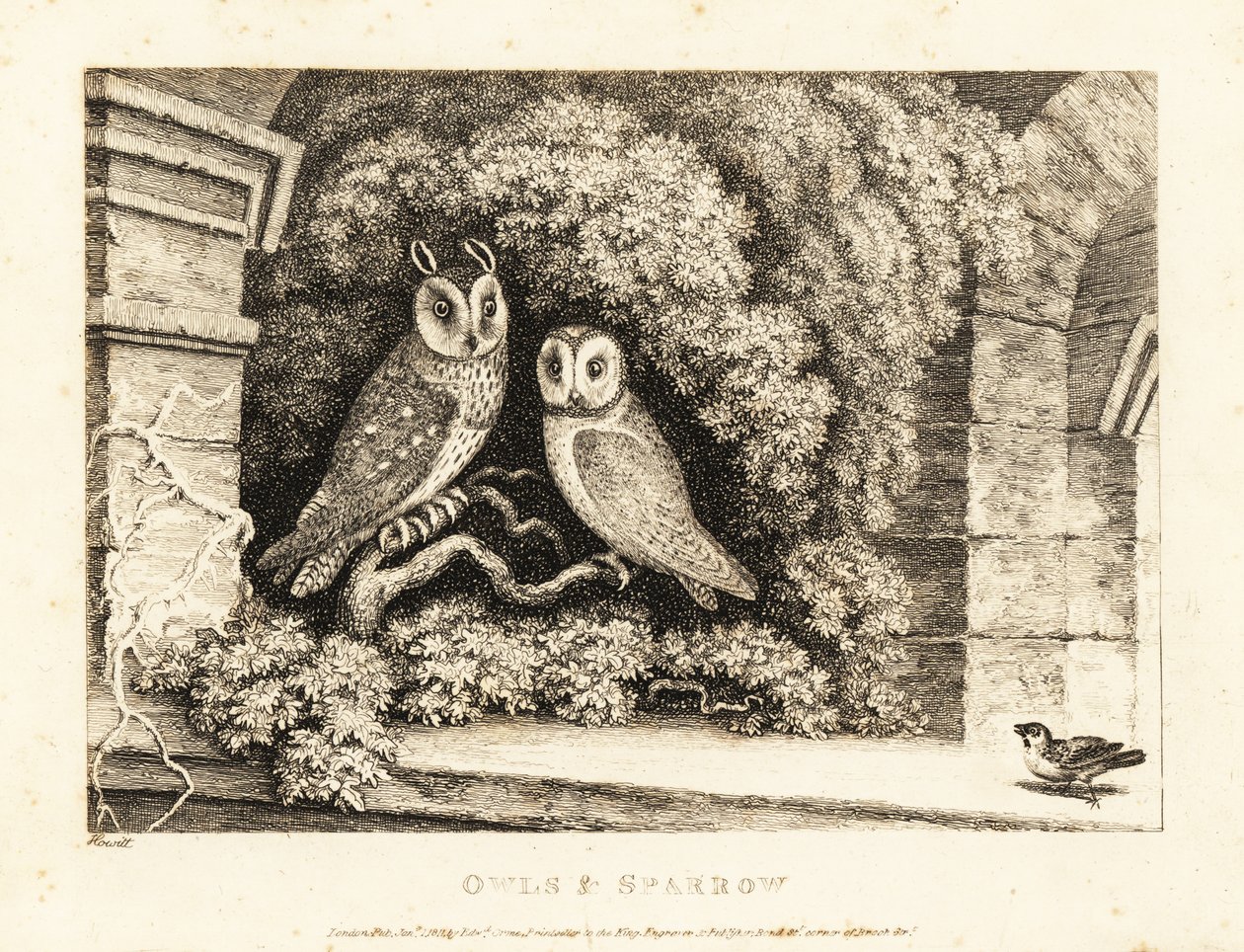 Két bagoly és egy veréb. 1811 (rézkarc) alkotó: Samuel Howitt