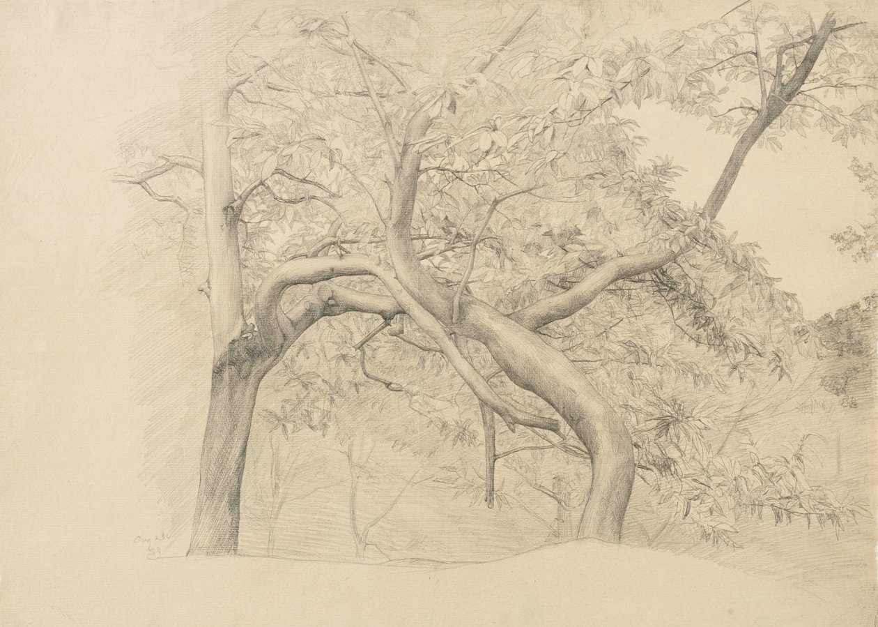 Fák bozótja lombozatban, 1884 (grafit súrolópapíron) alkotó: Samuel Isham