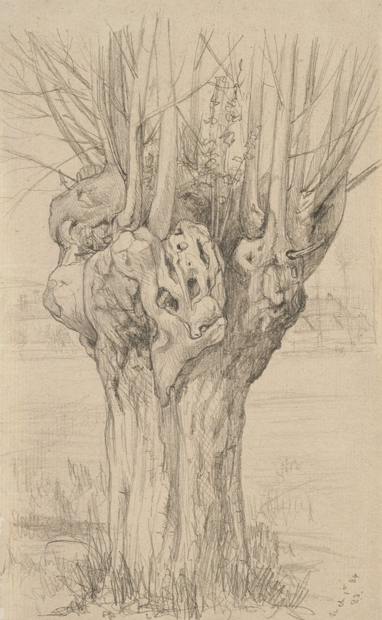 Göcsörtös fa, 1884 (grafit, fényezett papíron) alkotó: Samuel Isham