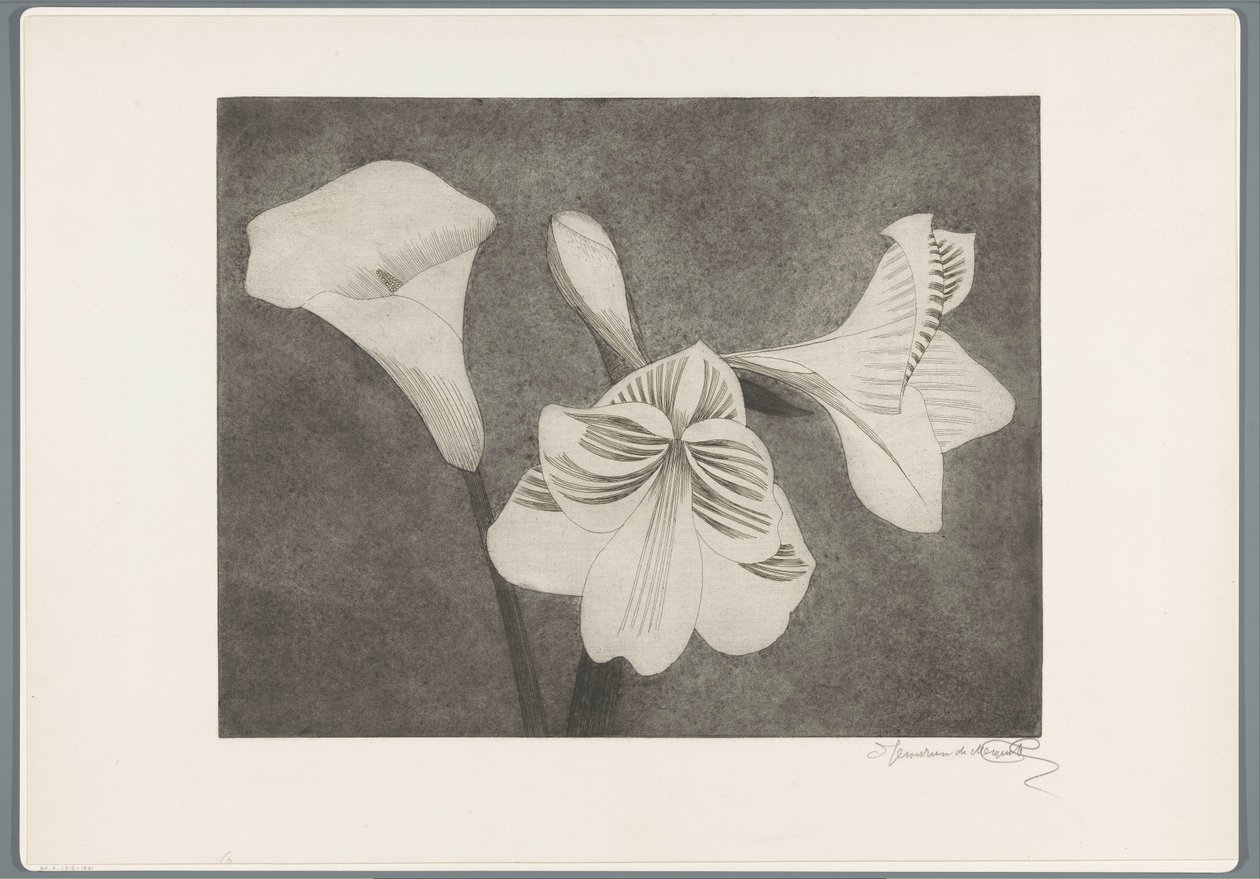 Amarillisz és arum alkotó: Samuel Jessurun de Mesquita (signed by artist)