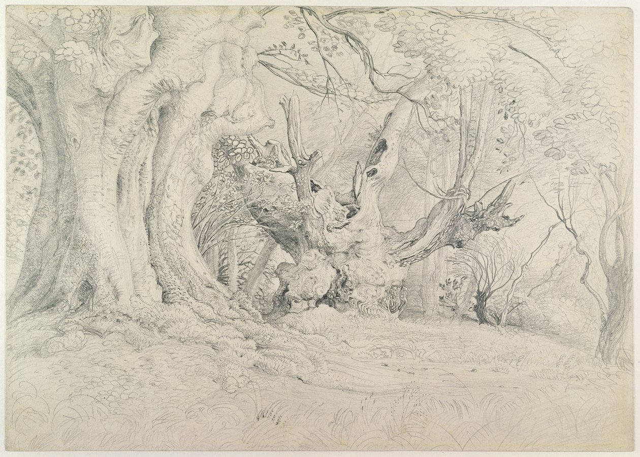 Ősi fák, Lullingstone Park, 1828 (grafit papíron) alkotó: Samuel Palmer