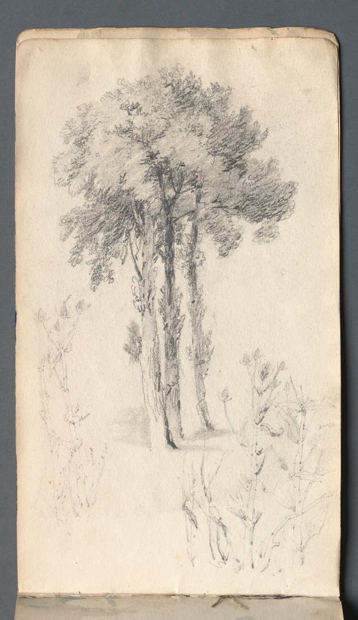 Vázlatfüzet: Fatanulmány, 1814. alkotó: Samuel Prout