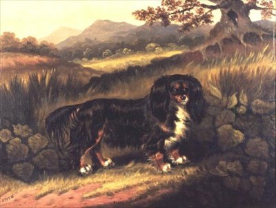 King Charles spániel 
