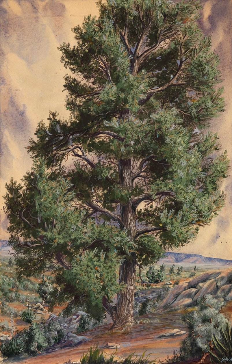 Fenyőfa alkotó: Sandow