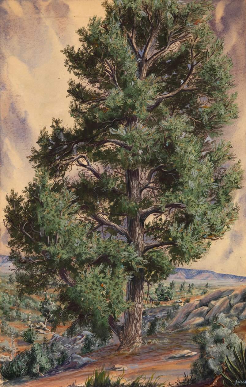 Fenyőfa, n.d. alkotó: Sandow
