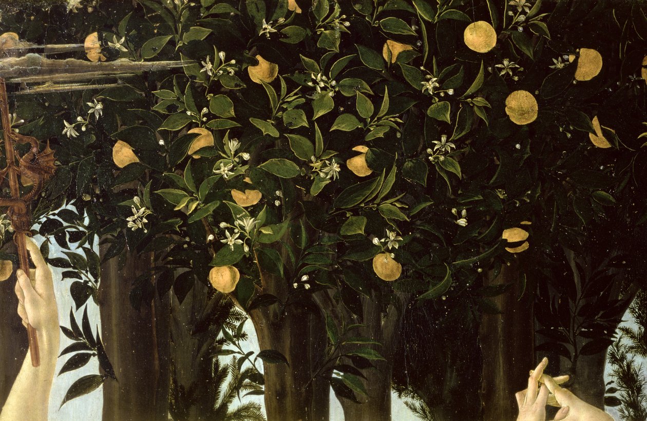 Primavera, a narancsfa részlete, 1478 körüli tempera a panelen alkotó: Sandro Botticelli