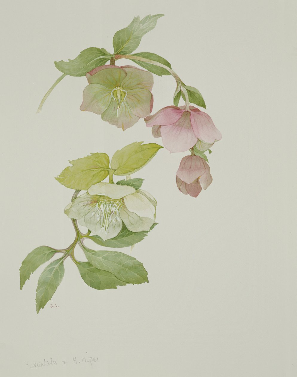 Helleborus orientalis és Helleborus niger alkotó: Sarah Creswell