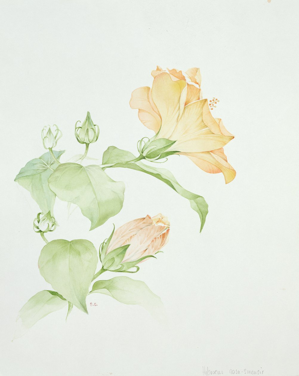 Hibiscus rosa-sinensis alkotó: Sarah Creswell