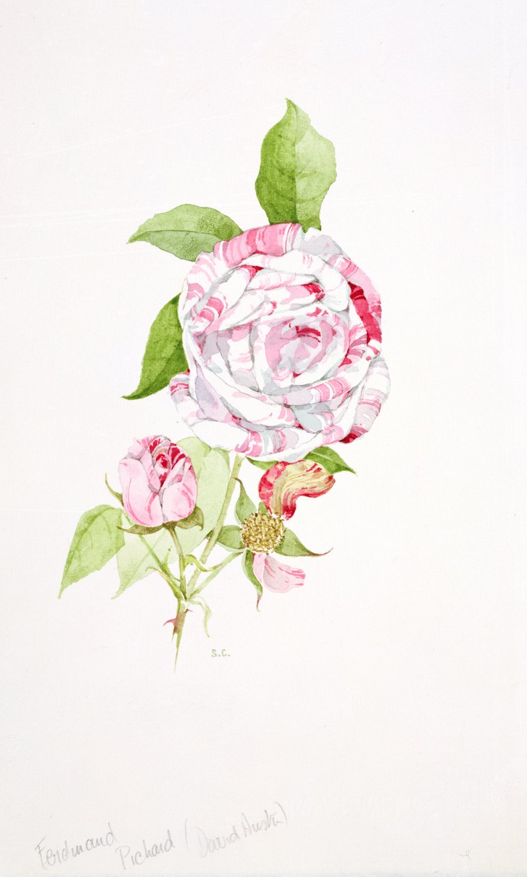 Rosa Ferdinand Pichard alkotó: Sarah Creswell
