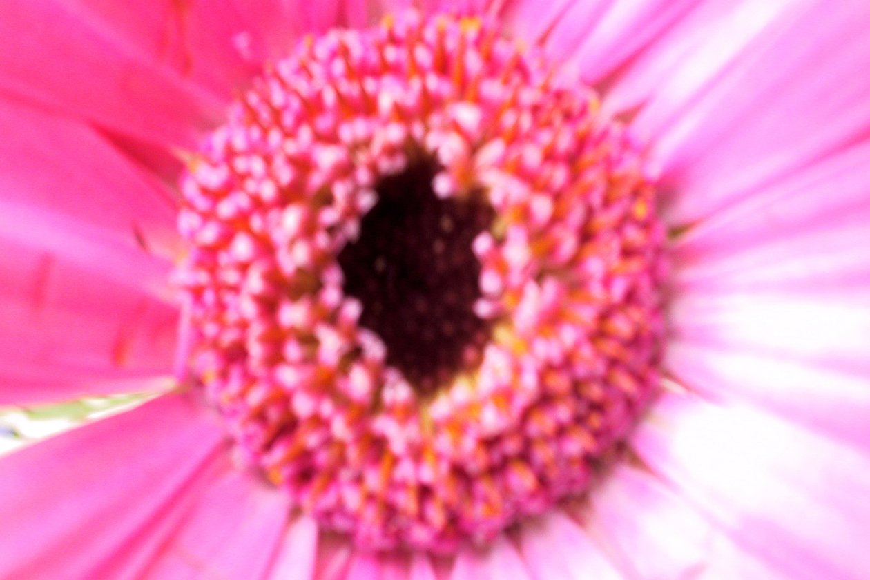 Koszorúslány Pink alkotó: Sarah OToole