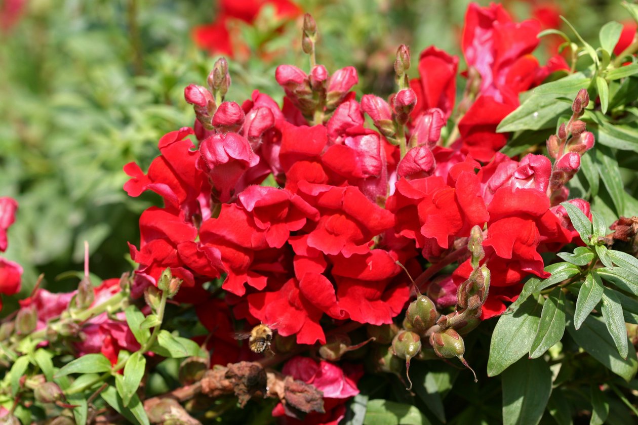 Garsington Antirrhinum, 2009 alkotó: Sarah OToole