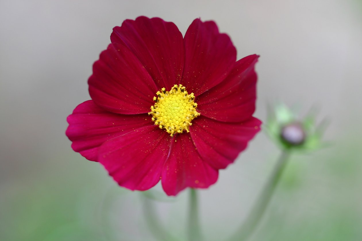 Garsington Dahlia, 2009 alkotó: Sarah OToole