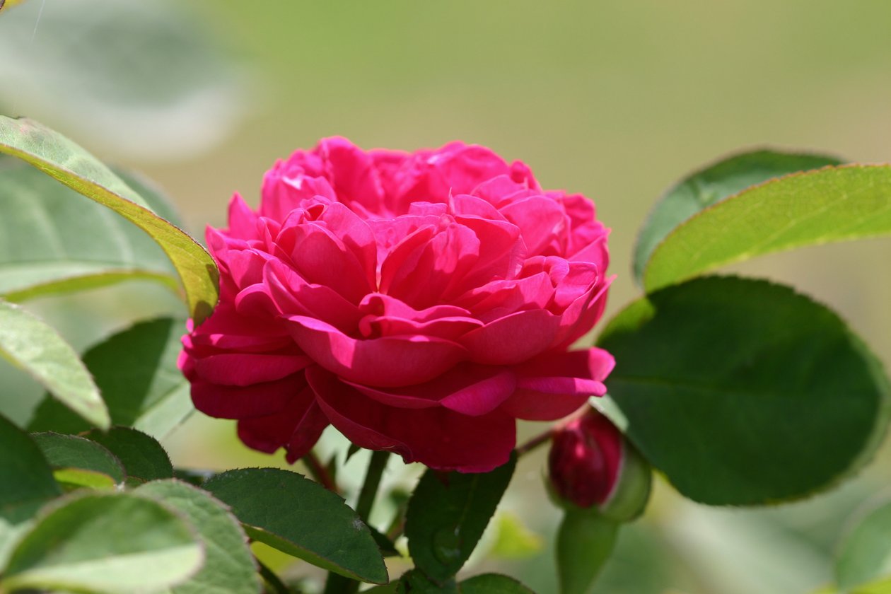 Garsington David Austin Rose, 2009 alkotó: Sarah OToole