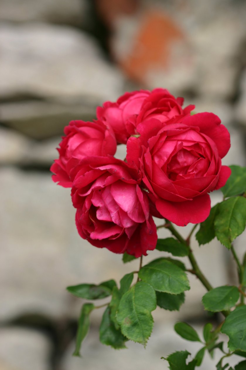 Garsington Rose, 2009 alkotó: Sarah OToole