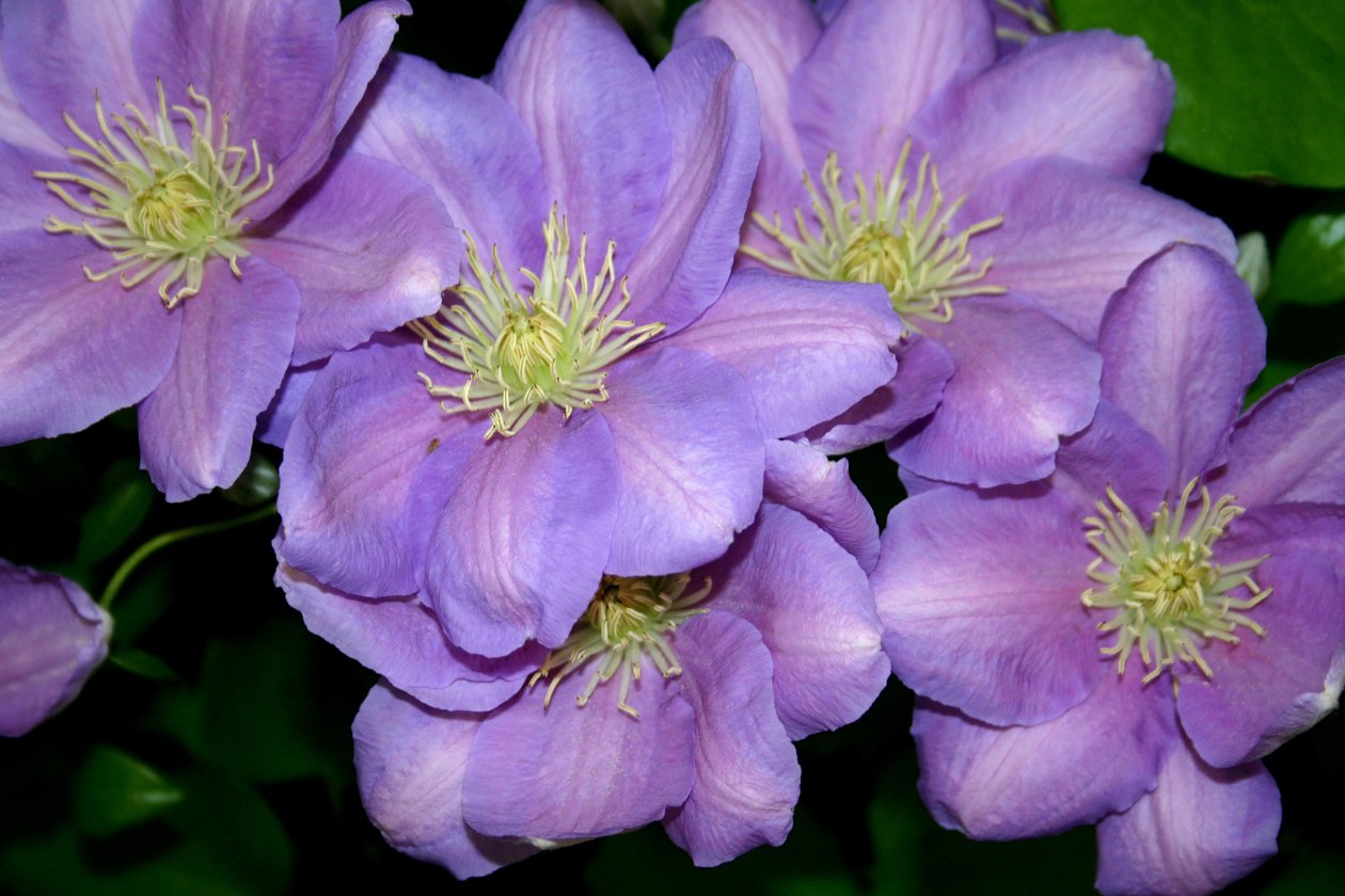 A Clematis banda alkotó: Sarah OToole