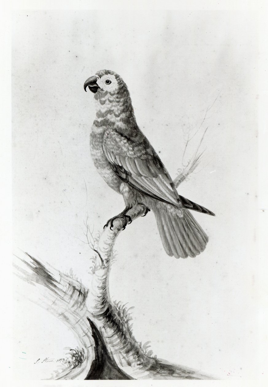 Egy papagáj, 1786 alkotó: Sarah Stone