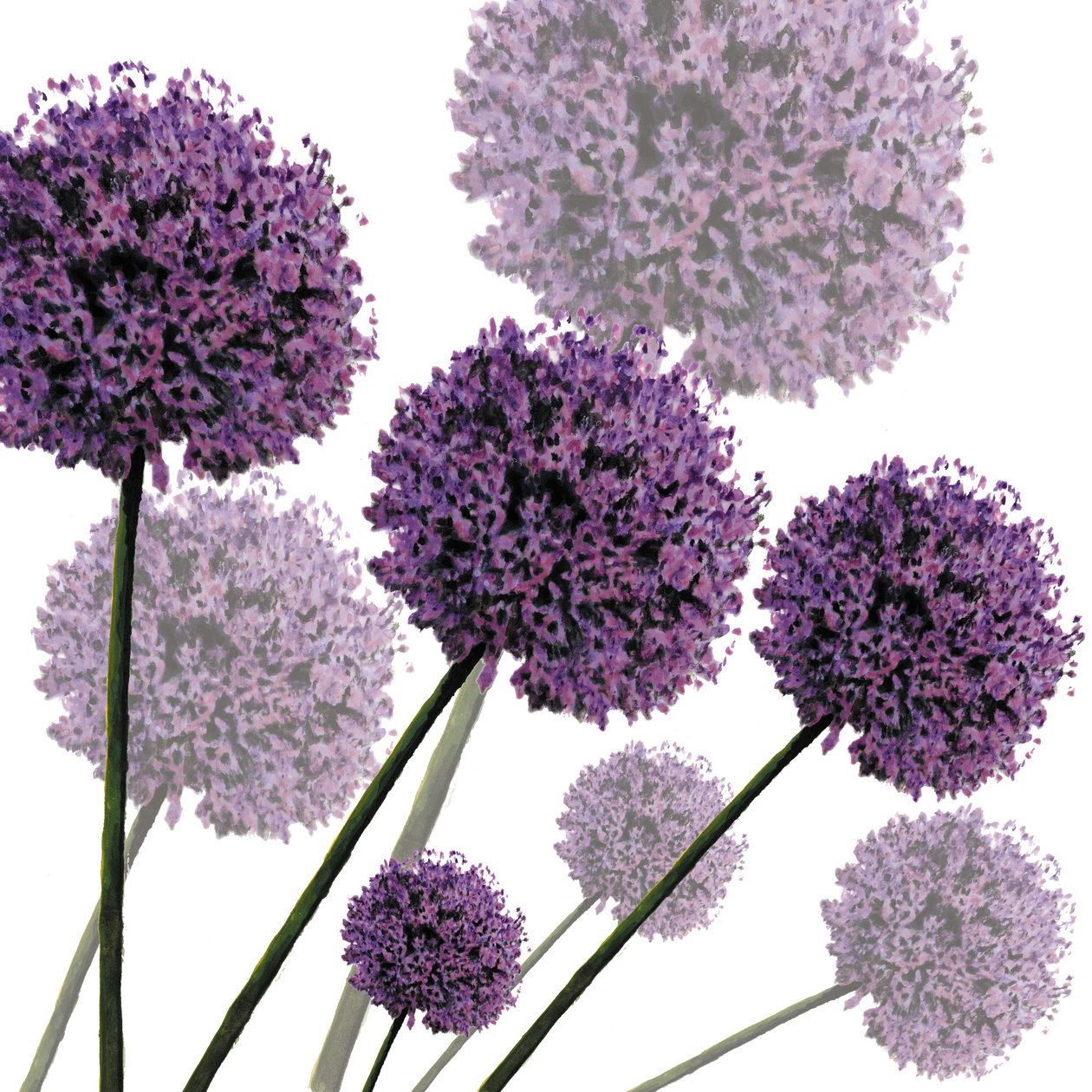 Allium Fernandez, 2004 (digitális) alkotó: Sarah Hough