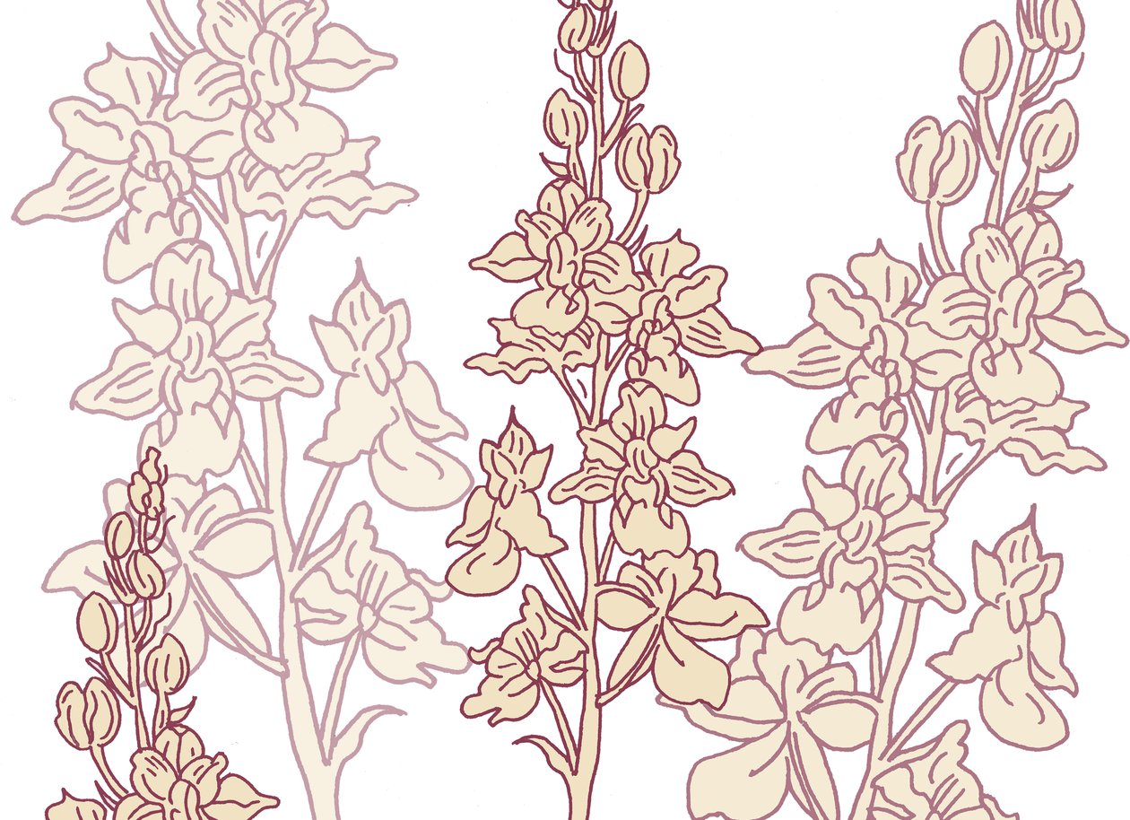 Orchidea, 2017 alkotó: Sarah Hough
