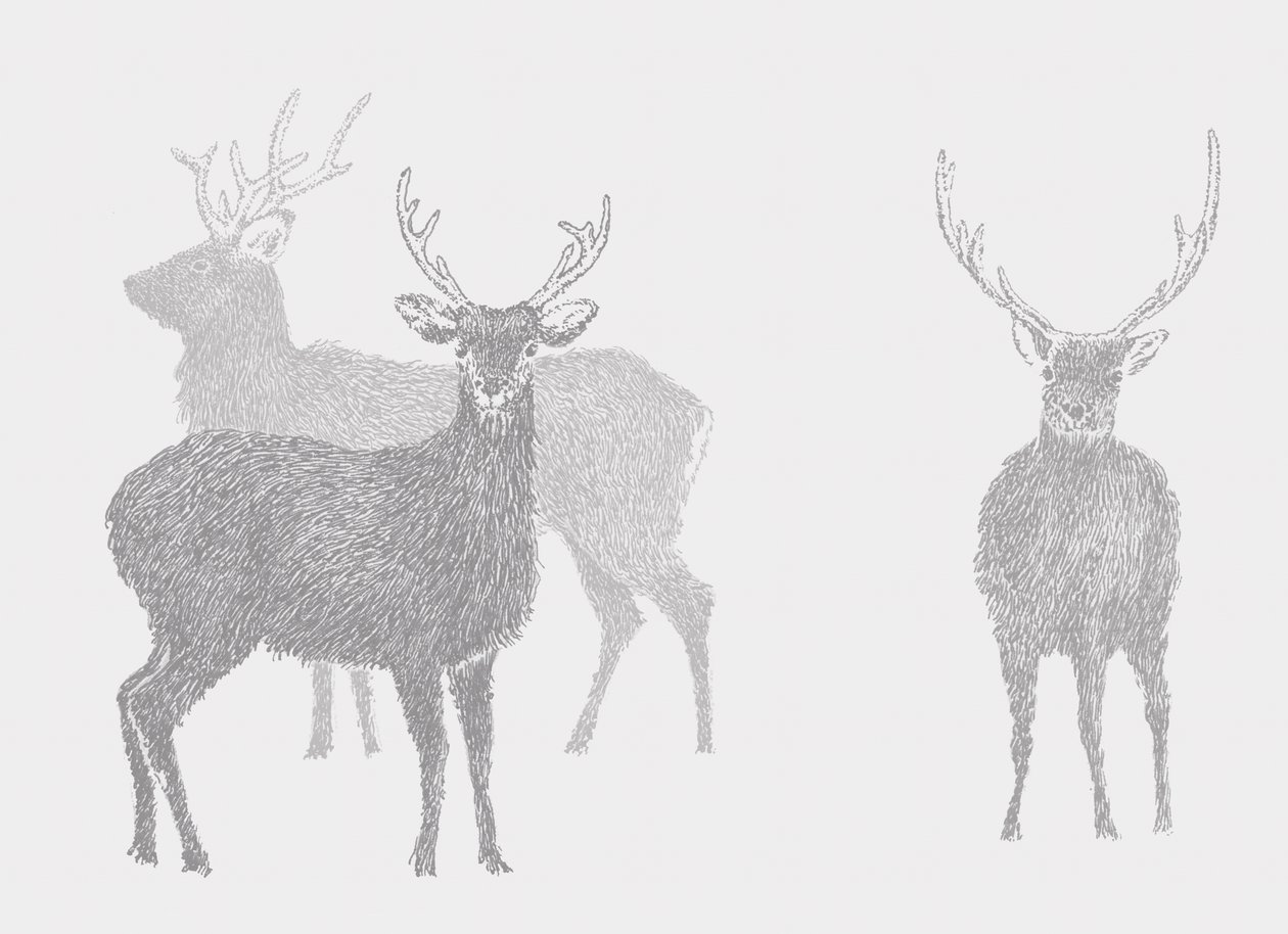 Sika Deer, 101 alkotó: Sarah Hough