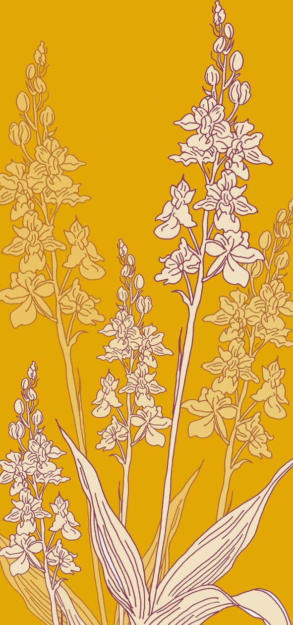 Pók orchidea, 2017 alkotó: Sarah Hough