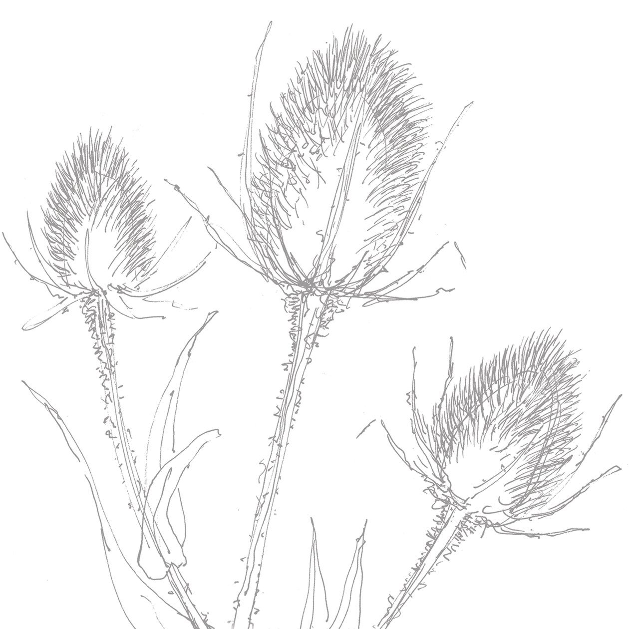 Teasles, 2017 alkotó: Sarah Hough