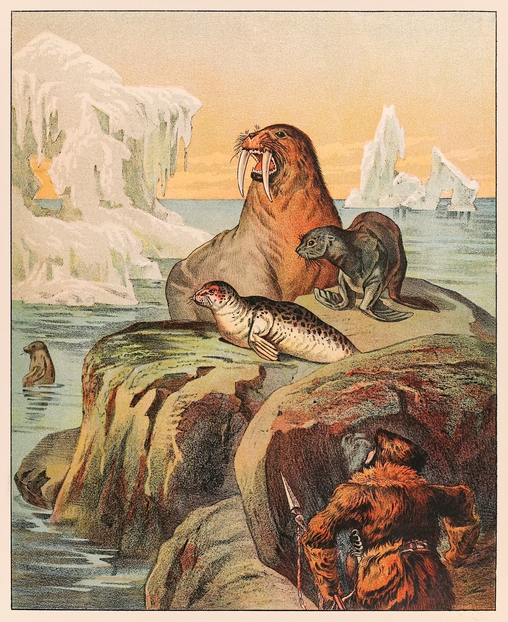 Fókákra és rozmárra vadászó eszkimó, P.T. Barnum