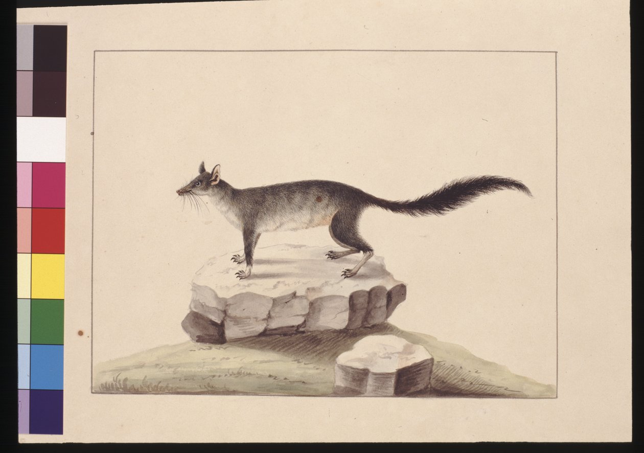 10. oldal Asztalhegy. Ecsetfarkú Phascogale, 1789-90 körül (akvarell) alkotó: Sarah Stone