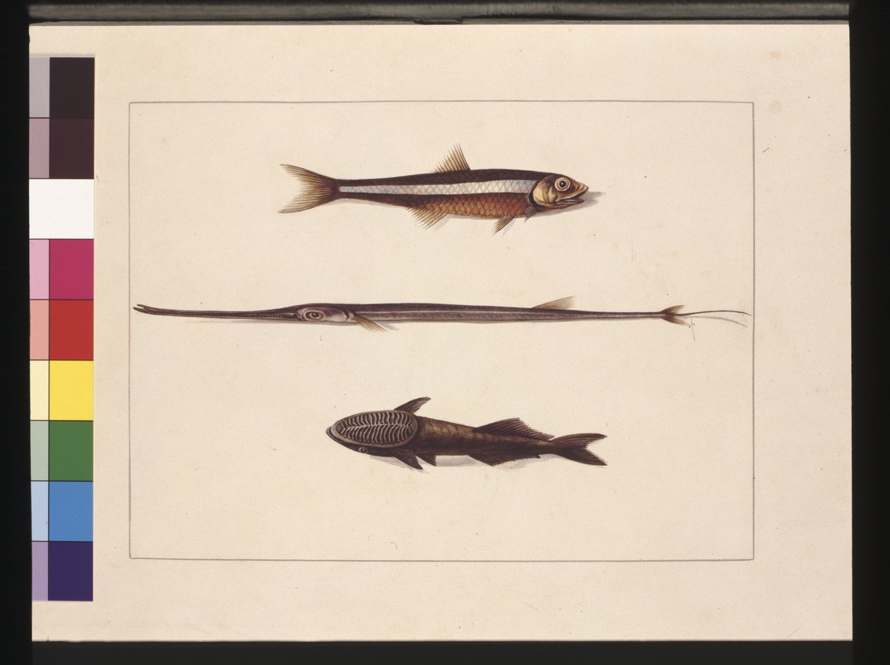 13. oldal Catherine, Dohány, Pipe Fish, Remora Fish. Jelenleg szardella, fuvolaszáj és szívóhal néven ismert, 1789-90 körül (akvarell) alkotó: Sarah Stone